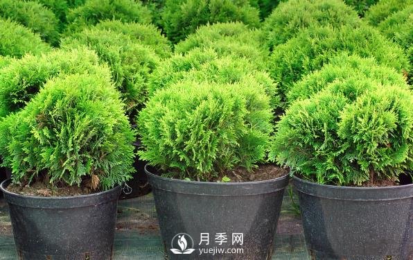 小小的改變，是的這些苗木從價格、價值、銷量都提升數(shù)倍(圖1)