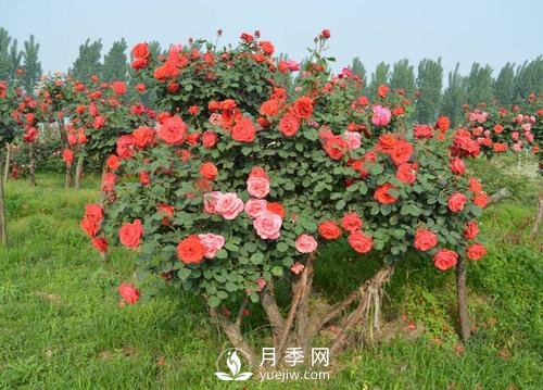 古樁月季樹緣何身價不斷翻倍？！(圖1)