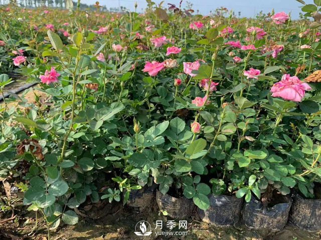 南陽營養(yǎng)缽月季苗多少錢？2021年盆栽月季價格，盆花月季批發(fā)價格(圖1)
