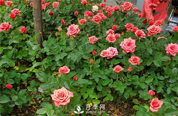 月季在花壇中該如何運(yùn)用？(圖4)
