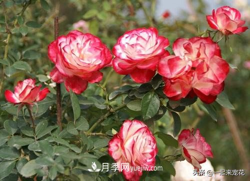新年養(yǎng)盆香水月季，花朵香飄滿(mǎn)屋，陽(yáng)臺(tái)盆栽佳品(圖2)