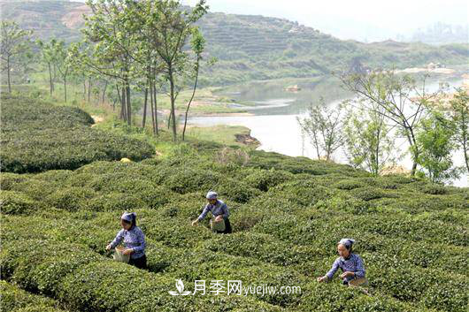 南陽(yáng)桐柏:科技助力茶鄉(xiāng)再添茶香(圖1) 南陽(yáng)桐柏:科技助力茶鄉(xiāng)再添茶香(圖1)