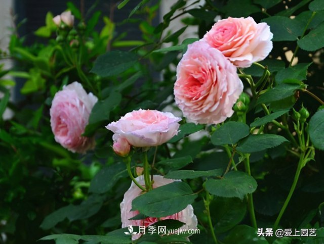 藤月盤(pán)扎時(shí)經(jīng)常扎的手疼，推薦無(wú)刺的藤本月季品種(圖2)