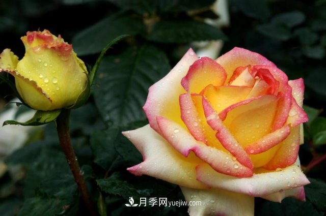 月季常見的病蟲害問題！月季這么養(yǎng)，芬芳留給你(圖2)