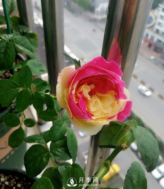 風(fēng)月月季開(kāi)花較勤的一款月季花(圖2)
