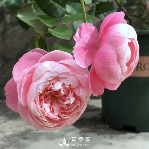 令人少女心爆棚的羽毛月季，南方人就愛她(圖3)