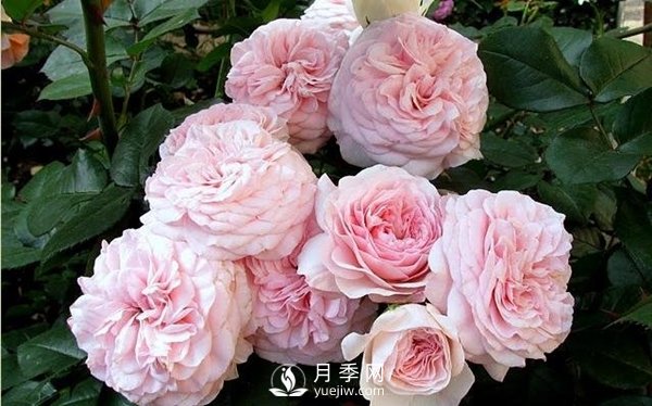 哪些因素決定花卉苗木價(jià)格？(圖1)