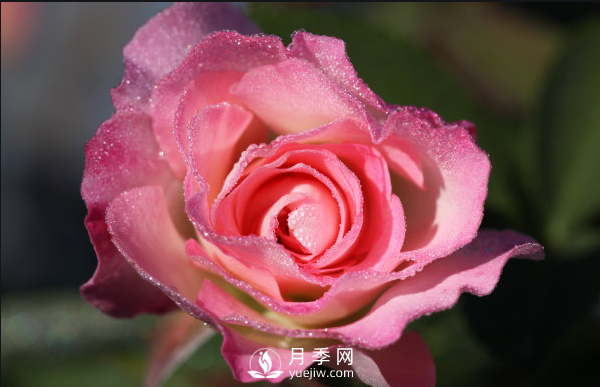 ?月季如何養(yǎng)，才能開(kāi)花大而艷？(圖1)