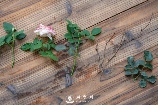 月季花后修剪怎么做？這樣做才能開(kāi)爆(圖3)