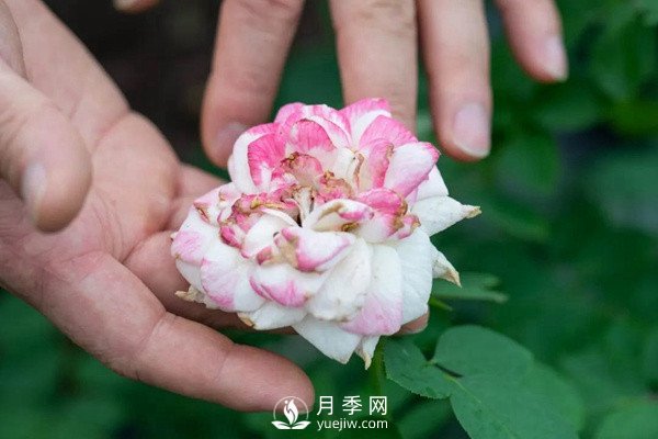 月季花后修剪怎么做？這樣做才能開(kāi)爆(圖1)