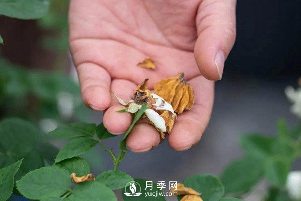 月季花后修剪怎么做？這樣做才能開(kāi)爆(圖2)