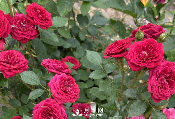 月季花怎么能開更多的花？(圖1)