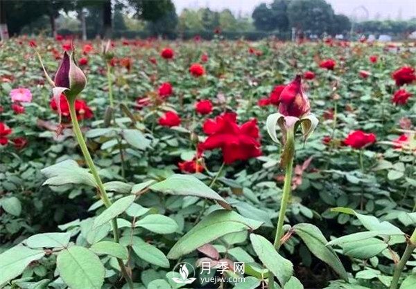 月季花可以扦插么？月季花的扦插步驟和養(yǎng)護(hù)！(圖1)