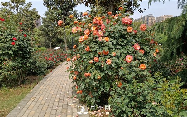 月季成活率低為什么？可能是您澆水不當(dāng)引起(圖4)