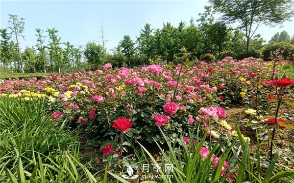 月季成活率低為什么？可能是您澆水不當(dāng)引起(圖3)