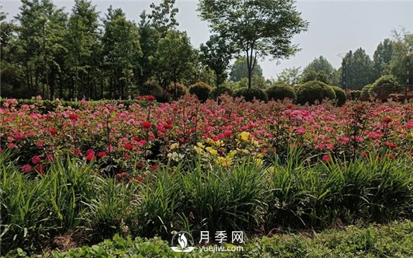 月季成活率低為什么？可能是您澆水不當(dāng)引起(圖2)