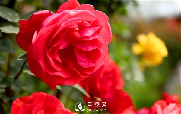 地栽月季，春季如何施肥？(圖1)