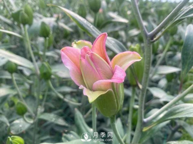 浙江成功引種玫瑰百合，它究竟是月季，還是百合？(圖1)