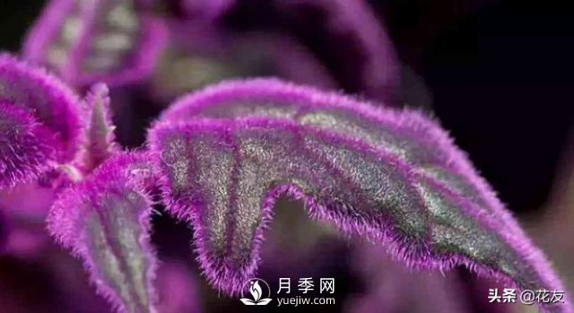 紫鵝絨栽培養(yǎng)護(hù)，出絨葉紫七招(圖1)