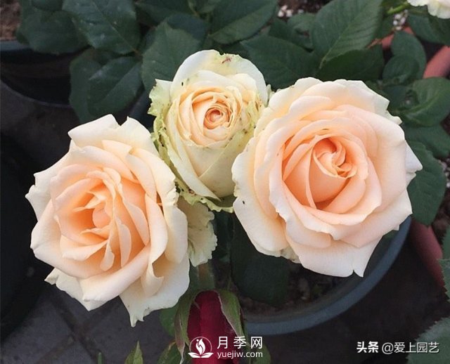 雪山系列月季品種，美麗的手捧花，還是經(jīng)典的花園明星(圖3)