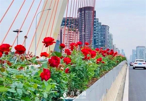 “高顏值”大花月季上街！四川成都立交橋月季花帶來了！(圖2)