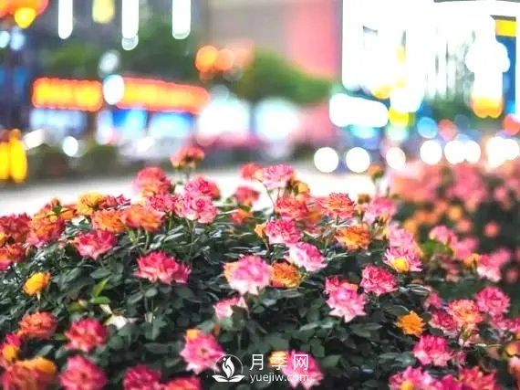 月季花球在城市綠化中的運用(圖2)