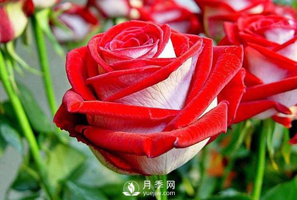 現(xiàn)代月季按開花樣式通常分以下類型，快來看看吧(圖1)