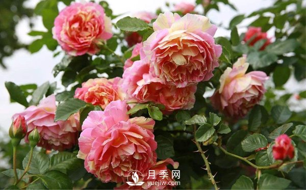 月季的整枝修剪是否得當直接影響壽命，該如何修剪呢？(圖1)