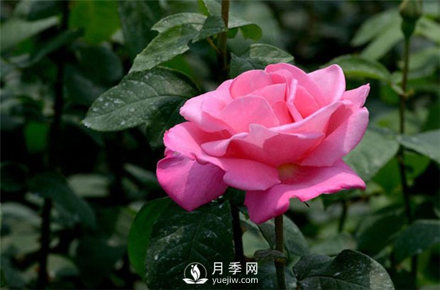 不同季節(jié)的月季花，施肥時刻是不同的(圖1)