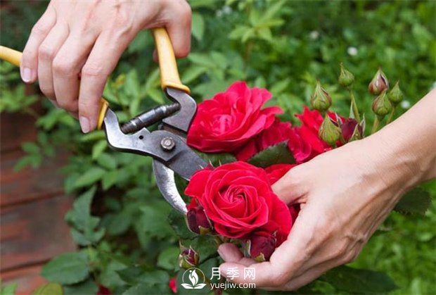 養(yǎng)月季要學(xué)會防病蟲還，還需掌握修剪的技能(圖1)