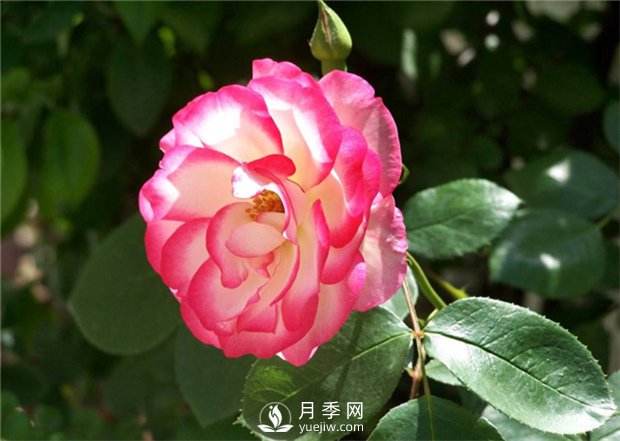 讓月季接連開花的方法有哪些？(圖1)