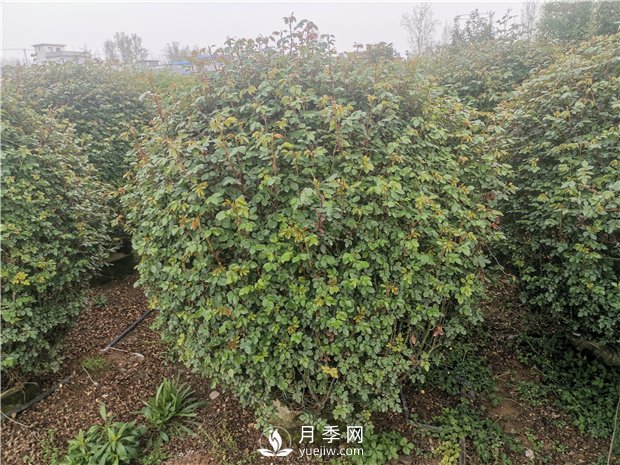 月季網(wǎng)告訴你南北方月季種植有什么注意點(diǎn)？(圖1)