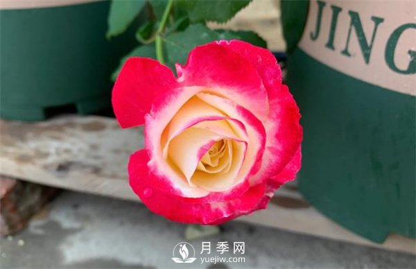紅雙喜月季，顏色非常喜慶，名字非常俗氣(圖2)