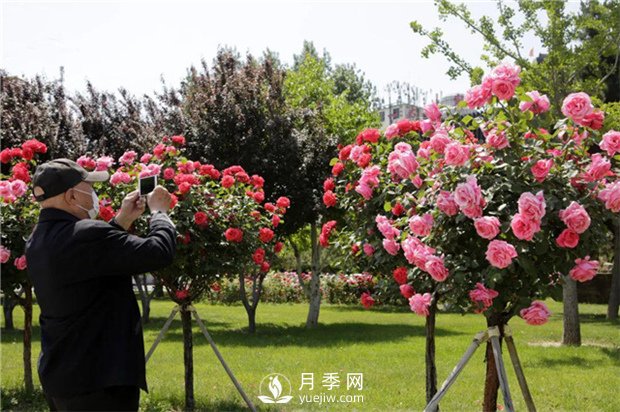 目前綠化苗木市場需求的到底是哪種花木？(圖2)