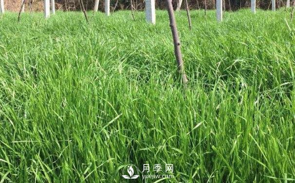 北方優(yōu)良牧草種類有哪些？(圖1)