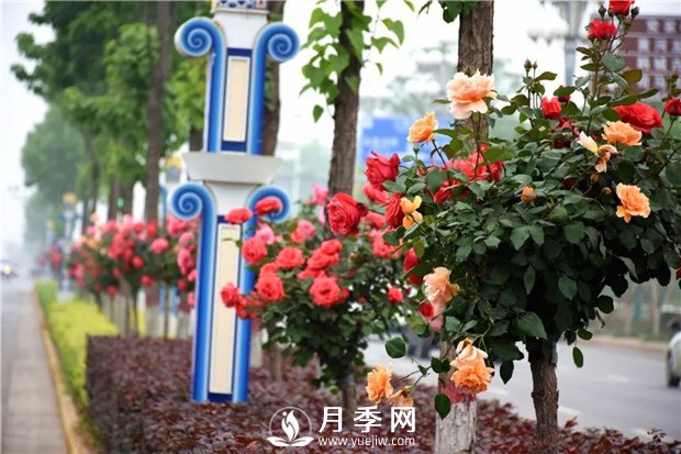 2021年城市園林綠化工程中月季的優(yōu)勢和品類分析(圖1)