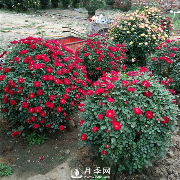 月季，竟有這般豐富的綠化應(yīng)用造景(圖4)