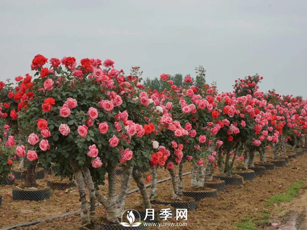一般月季是在幾月開花？月月紅咋來的？(圖1)