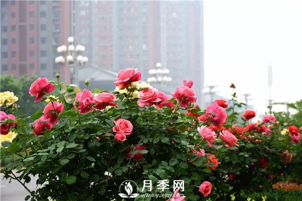 樹狀月季、豐花一、地被月季：園路景觀“多變手”(圖1)