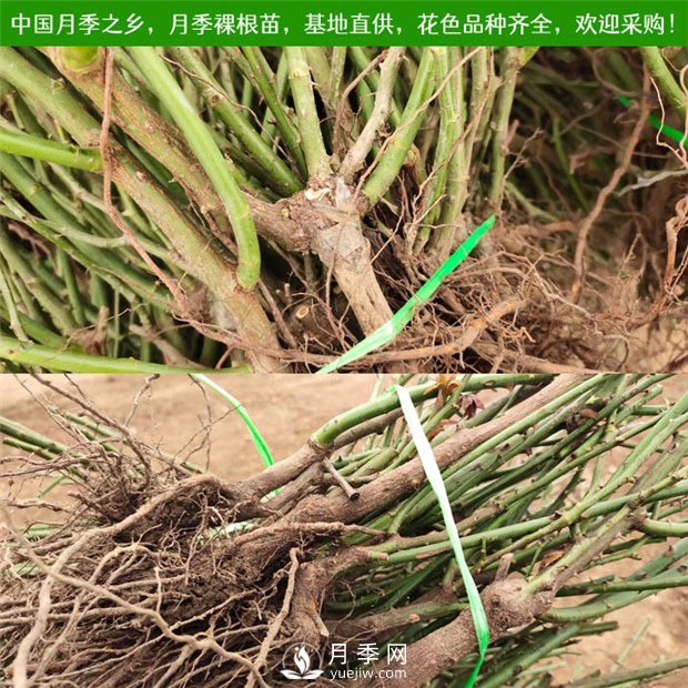 月季裸根苗，小高桿月季和3公分月季樹(shù)發(fā)往陜西(圖1)