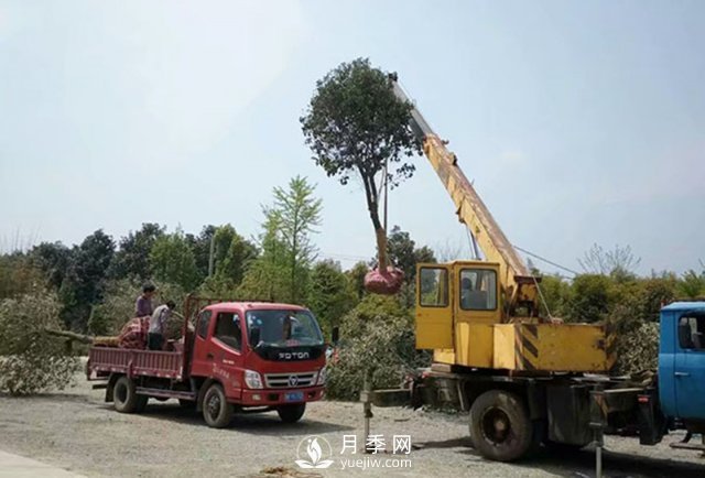 大規(guī)格苗木裝運(yùn)技巧，移植技術(shù)有哪些技巧？(圖2)