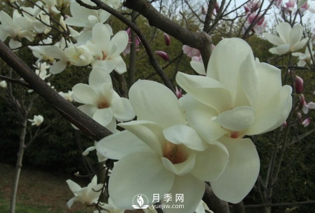 怎樣防治白玉蘭根腐?。?圖1)