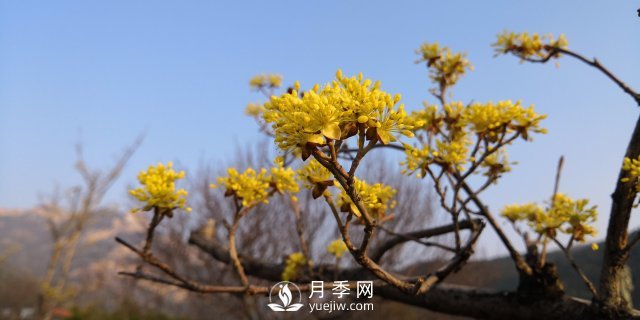 河南山茱萸有沒有成為園林常用苗的實力？(圖1)