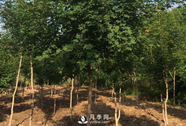 移植優(yōu)質(zhì)五角楓的訣竅你了解嗎？(圖1)