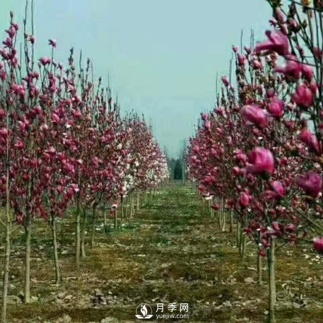 紅玉蘭樹的經(jīng)濟(jì)價(jià)值表現(xiàn)在哪些地方，你了解過嗎？(圖1)