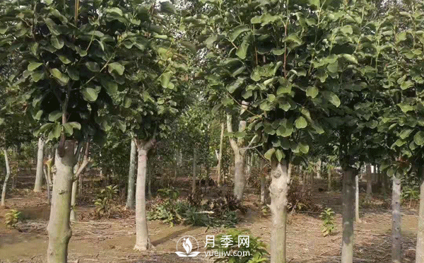 8-15公分紅白黃玉蘭量大，還有嬌紅一號，需要的朋友趕快聯(lián)系哦(圖2)