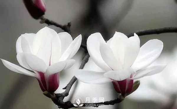 要想養(yǎng)護(hù)好白玉蘭盆景，要注意土壤，陽光水肥幾個方面的工作(圖1)