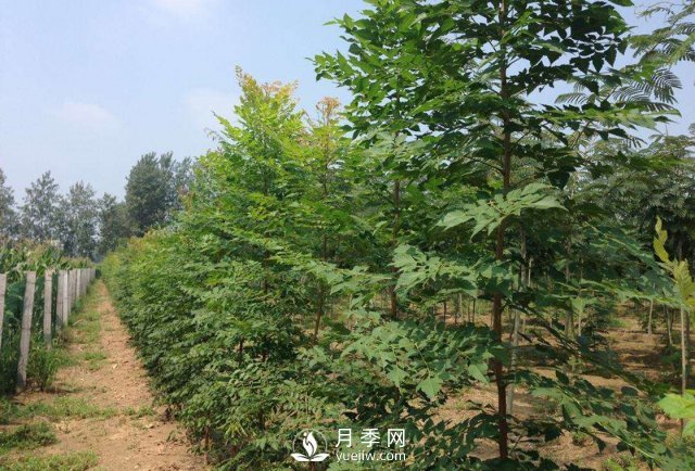 大葉女貞又叫做高桿女貞，苗木基地是如何養(yǎng)護(hù)的？(圖1)