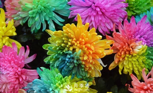 新品推薦彩虹菊，色彩鮮艷，如何養(yǎng)護(hù)繁殖(圖1)