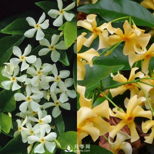 13種耐寒的盆栽花卉，零下20多度可存活，大部分南方也能種(圖8)